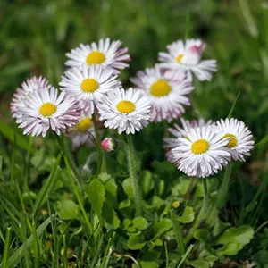 Daisy (Bellis perennis)