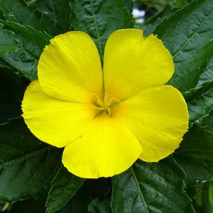 Damiana (Turnera diffusa)