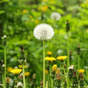 Dandelion (Taraxacum officinale)