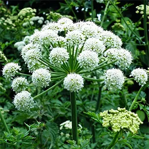 Dang Gui (Angelica sinensis)