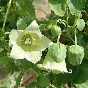 Dangsam (Codonopsis pilosula)