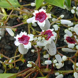 Daun Kentut (Paederia foetida)