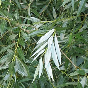 Dedalu Putih (Salix alba)