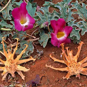 Devil's Claw (Harpagophytum procumbens)