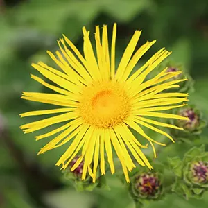 Elecampane (Inula helenium)