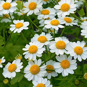 Feverfew (Tanacetum parthenium)