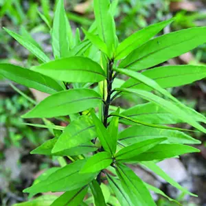 Gandarusa (Justicia gendarussa)