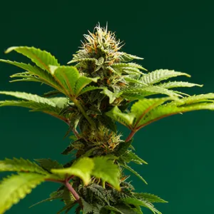 Ganja (Cannabis sativa)