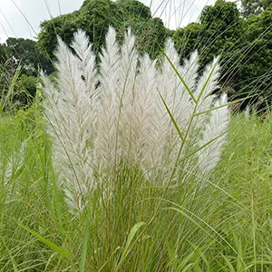 Kelabat (Trigonella foenum-graecum)