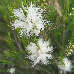 Gelam Wangi (Melaleuca alternifolia)