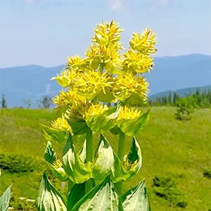 Gentian (Gentiana lutea)