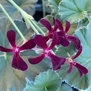 Geranium Afrika (Pelargonium sidoides)