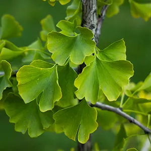 Ginkgo Biloba (Ginkgo biloba)