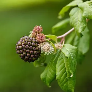 Ginseng Siberia (Eleutherococcus senticosus)