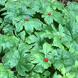 Goldenseal (Hydrastis canadensis)