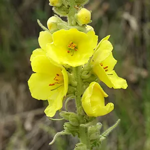 Great Mullein (Verbascum thapsus)