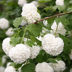 Guelder Rose (Viburnum opulus)