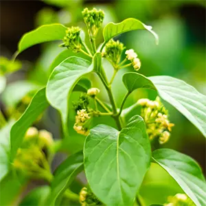 Gymnema (Gymnema sylvestre)