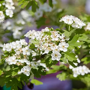 Hawthorn (Crataegus monogyna)