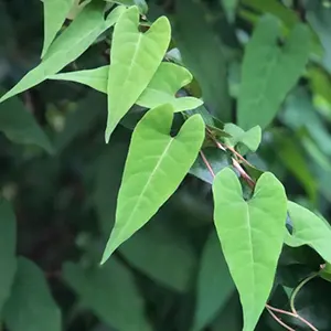 He Shou Wu (Reynoutria multiflora)