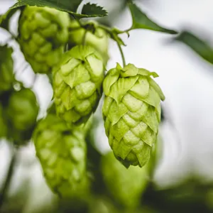 Hop (Humulus lupulus)