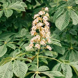 Horse Chestnut (Aesculus hippocastanum)