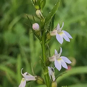 Indian Tobacco (Lobelia inflata)