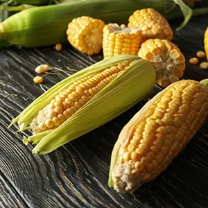 Jagung (Zea mays)