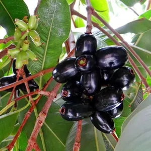 Jamblang (Syzygium cumini)