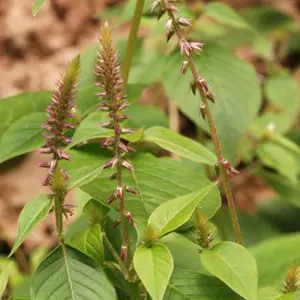 Jarong (Achyranthes aspera)