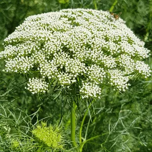 Jemuju (Trachyspermum ammi)