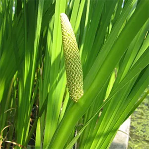 Jeringau (Acorus calamus)