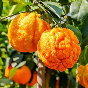 Jeruk Pahit (Citrus × aurantium)