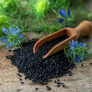 Jintan Hitam (Nigella sativa)