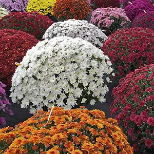 Ju Hua (Chrysanthemum × morifolium)