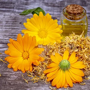 Kalendula (Calendula officinalis)