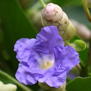 Karvi (Strobilanthes callosa)