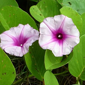 Katang-katang (Ipomoea pes-caprae)