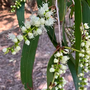 Kayu Putih (Melaleuca leucadendra)