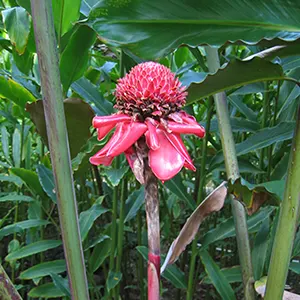 Kecombrang (Etlingera elatior)