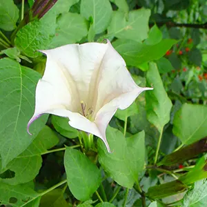 Kecubung (Datura metel)