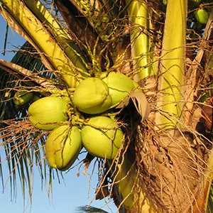 Kelapa (Cocos nucifera)