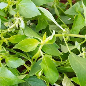 Kemangi (Ocimum × africanum)