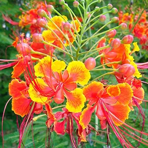 Kembang Merak (Caesalpinia pulcherrima)