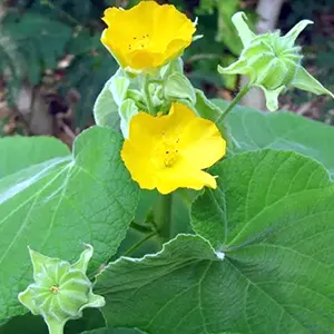 Kembang Sore (Abutilon indicum)