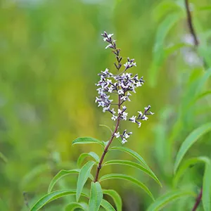 Kerinyu Limau (Aloysia citrodora)