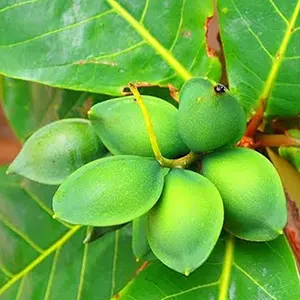 Ketapang (Terminalia catappa)