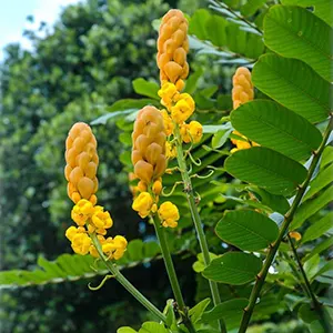 Ketepeng Cina (Senna alata)