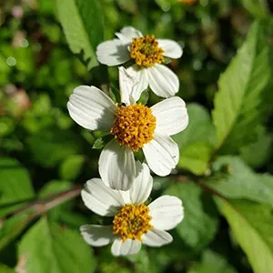 Ketul (Bidens pilosa)