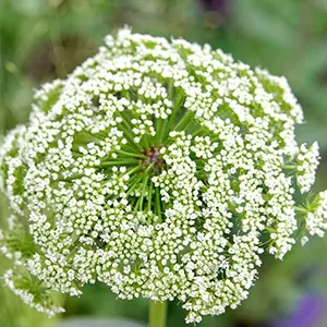 Khella (Visnaga daucoides)